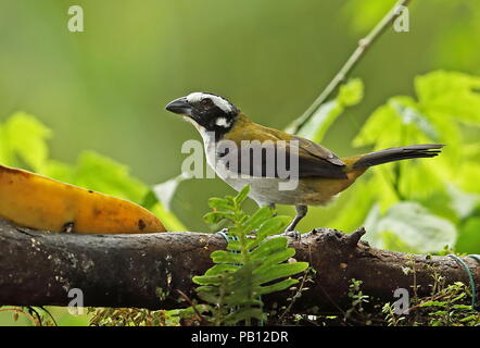 Black-winged Saltator (Saltator atripennis) adulto arroccato a banana alla stazione di alimentazione Nono-Mindo Road. Ecuador Febbraio Foto Stock