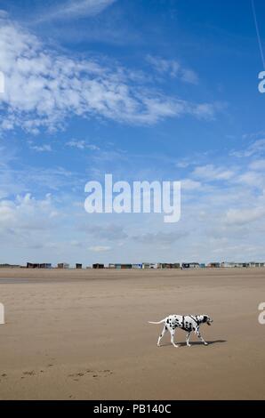 Cane dalmata camminare da solo sulla spiaggia sabbiosa con chalets in distanza, Lincolnshire, Inghilterra, Regno Unito. Foto Stock