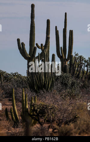 Sahuaros, PITAHAYA, y otras especies de Cactus y matorrales espinos característicos del del desierto sonorense por la carretera a Bahia de Kino y San Foto Stock