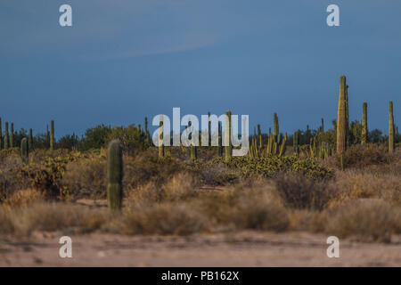 Sahuaros, PITAHAYA, y otras especies de Cactus y matorrales espinos característicos del del desierto sonorense por la carretera a Bahia de Kino y San Foto Stock