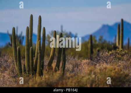 Sahuaros, PITAHAYA, y otras especies de Cactus y matorrales espinos característicos del del desierto sonorense por la carretera a Bahia de Kino y San Foto Stock