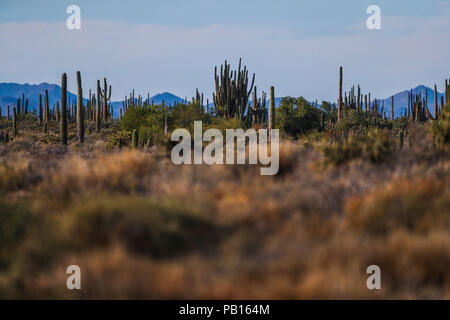 Sahuaros, PITAHAYA, y otras especies de Cactus y matorrales espinos característicos del del desierto sonorense por la carretera a Bahia de Kino y San Foto Stock