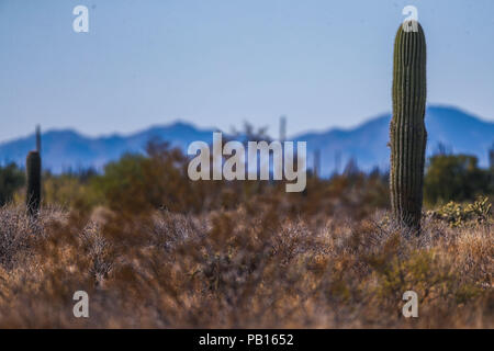 Sahuaros, PITAHAYA, y otras especies de Cactus y matorrales espinos característicos del del desierto sonorense por la carretera a Bahia de Kino y San Foto Stock