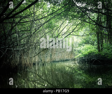 Paesaggio misterioso e surreale bellezza della giungla con fiume Tropicale e Mangrovie foresta di pioggia. Sri Lanka natura e destinazioni di viaggio Foto Stock