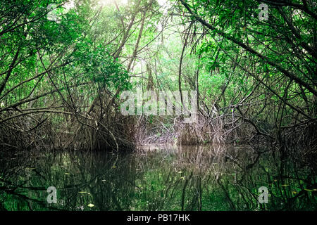 Bellezza surreale della giungla paesaggio con fiume Tropicale e Mangrovie foresta di pioggia illuminata da sun. Sri Lanka natura e destinazioni di viaggio Foto Stock