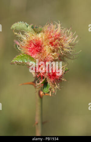 Robin's puntaspilli fiele, il rose bedeguar fiele (Diplolepis rosae), una crescita anormale su una rosa selvatica Foto Stock