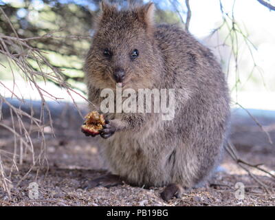 Animali più felici sulla terra-Quokka-Setonix brachyurus sull'Isola di Rottnest, Australia occidentale Foto Stock
