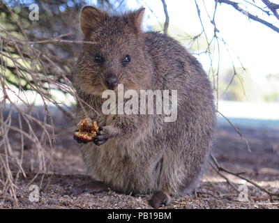 Animali più felici sulla terra-Quokka-Setonix brachyurus sull'Isola di Rottnest, Australia occidentale Foto Stock