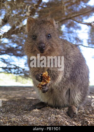 Animali più felici sulla terra-Quokka-Setonix brachyurus sull'Isola di Rottnest, Australia occidentale Foto Stock