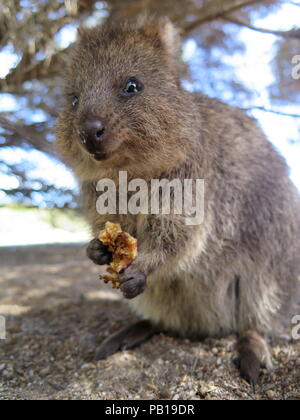 Animali più felici sulla terra-Quokka-Setonix brachyurus sull'Isola di Rottnest, Australia occidentale Foto Stock
