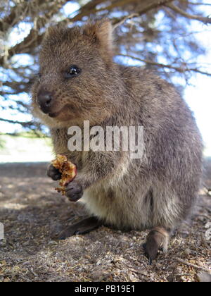 Animali più felici sulla terra-Quokka-Setonix brachyurus sull'Isola di Rottnest, Australia occidentale Foto Stock