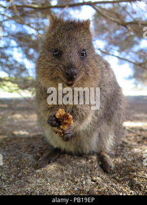 Animali più felici sulla terra-Quokka-Setonix brachyurus sull'Isola di Rottnest, Australia occidentale Foto Stock