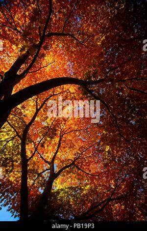 Magnifici alberi di acero in una foresta del Vermont nel mese di ottobre Foto Stock