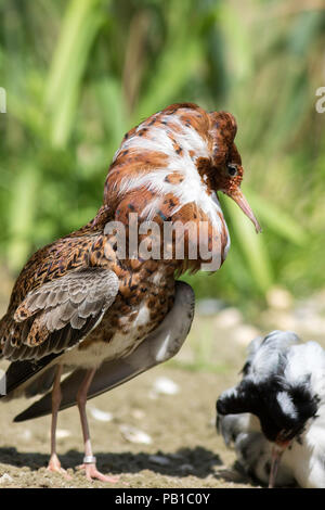 Ruff maschio (Calidris pugnax) in allevamento del piumaggio a lek. Decorative trampolieri visualizzazione lekking comportamento nella parte anteriore del satellite maschio. Foto Stock