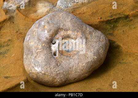 Ammoniti nelle rocce di arenaria sulla spiaggia sottostante tasto scogliera sulla Jurassic Coast in Dorset Foto Stock