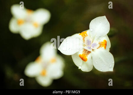 Dietes Bianco fiore con arancione e viola delicato di marcature blooming Foto Stock