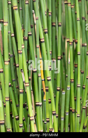 Mazzetto di agglutinazione Horsetails giapponese che cresce in un giardino Foto Stock