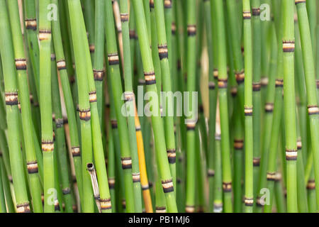 Mazzetto di agglutinazione Horsetails giapponese che cresce in un giardino Foto Stock