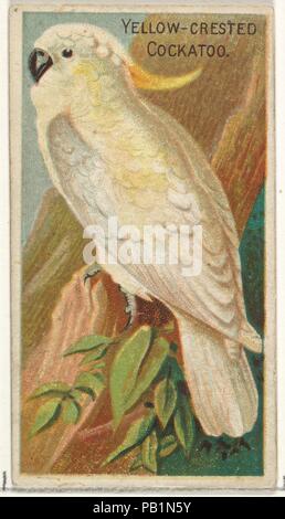 Yellow-Crested Cacatua, da uccelli dei tropici serie (N5) per Allen & Ginter marche di sigarette. Dimensioni: foglio: 2 3/4 x 1 1/2 in. (7 x 3,8 cm). Litografo: George S. Harris & Sons (American, Philadelphia). Editore: Rilasciato da Allen & Ginter (American, Richmond, Virginia). Data: 1889. Scambio di carte dal 'Uccelli dei tropici' serie (N5), rilasciato nel 1889 in una serie di 50 carte per promuovere Allen & Ginter marca di sigarette. Museo: Metropolitan Museum of Art di New York, Stati Uniti d'America. Foto Stock