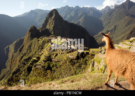 Llama guardando a Machu Picchu rovine Inca in una giornata di sole Foto Stock