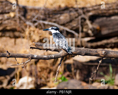 Pied kingfisher bird in Chobe Parco naturale in Botswana, Africa Foto Stock