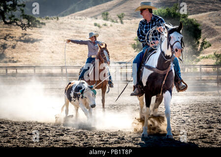 Bovini di roping sterzare a rodeo, una donna lazzi la gamba posteriore mentre un cowboy mantiene la sua corda dal cavallo. Foto Stock