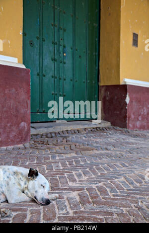 Street cane addormentato sulla pavimentazione in Trinidad, Cuba Foto Stock