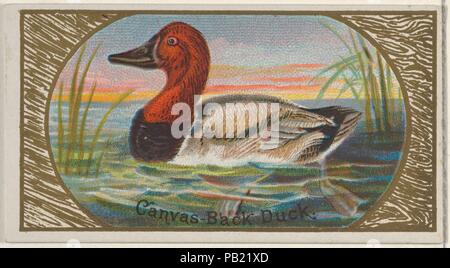Canvas-Back Duck, dal gioco della serie di uccelli (N13) per Allen & Ginter marche di sigarette. Dimensioni: foglio: 1 1/2 x 2 3/4 in. (3,8 x 7 cm). Litografo: George S. Harris & Sons (American, Philadelphia). Editore: Rilasciato da Allen & Ginter (American, Richmond, Virginia). Data: 1889. Scambio di carte da 'Gioco Uccelli' serie (N13), rilasciato nel 1889 in un set di 50 schede per promuovere Allen & Ginter marca di sigarette. Museo: Metropolitan Museum of Art di New York, Stati Uniti d'America. Foto Stock
