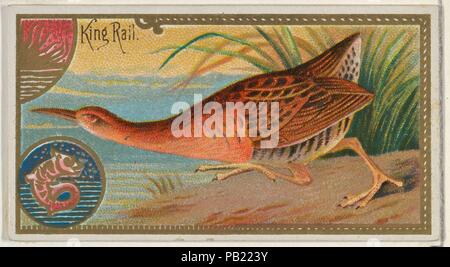 Re rampa, dal gioco della serie di uccelli (N13) per Allen & Ginter marche di sigarette. Dimensioni: foglio: 1 1/2 x 2 3/4 in. (3,8 x 7 cm). Litografo: George S. Harris & Sons (American, Philadelphia). Editore: Rilasciato da Allen & Ginter (American, Richmond, Virginia). Data: 1889. Scambio di carte da 'Gioco Uccelli' serie (N13), rilasciato nel 1889 in un set di 50 schede per promuovere Allen & Ginter marca di sigarette. Museo: Metropolitan Museum of Art di New York, Stati Uniti d'America. Foto Stock