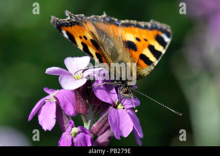 Piccola Tartaruga alimentazione a farfalla sul fiore erysimum Foto Stock
