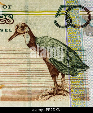 50 Rupia delle Seychelles banconota in moneta nazionale delle Seychelles Foto Stock
