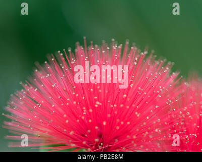 Primo piano / Macro immagini di Calliandra fiore rosso, colori vibranti e varie forme - bianco sfocata o sfondo verde, il fuoco selettivo abstracts Foto Stock