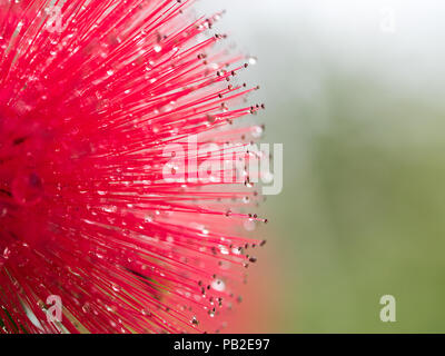 Primo piano / Macro immagini di Calliandra fiore rosso, colori vibranti e varie forme - bianco sfocata o sfondo verde, il fuoco selettivo abstracts Foto Stock