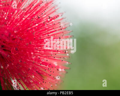 Primo piano / Macro immagini di Calliandra fiore rosso, colori vibranti e varie forme - bianco sfocata o sfondo verde, il fuoco selettivo abstracts Foto Stock