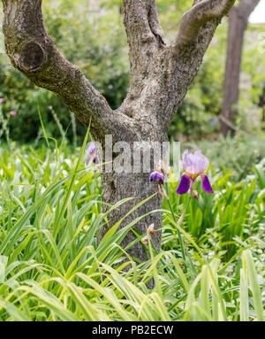 Fioritura viola Iris fiore sotto un albero. Chiamato dopo la dea greca dell'arcobaleno, iridi portare il colore al giardino e parchi in primavera Foto Stock