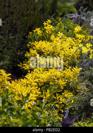 Golden euonymus (Euonymus japonicus "Aureo-marginatus") arbusto, noto anche come Spindletree giapponese e Giapponese Euonymus. Foto Stock