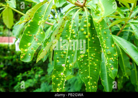 Frog-eye spot in foglia o malattie Cercospora su foglie di albero di suicidio Foto Stock