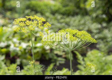 Infiorescenza di aneto dopo la pioggia closeup Foto Stock