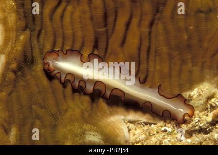 Flatworm marini, Opakweißer Plattwurm, Maiazoon orsaki, Maldive, Malediven Foto Stock