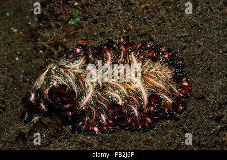 Tappeto persiano flatworm, Bedfords Plattwurm, Pseudobiceros bedfordi, Tulamben, Bali Foto Stock