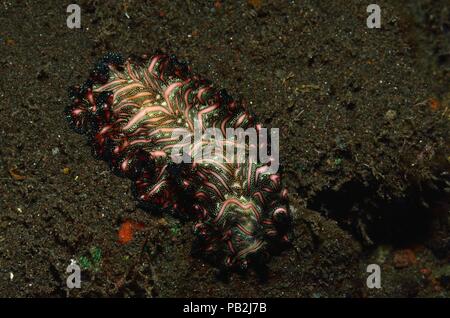 Tappeto persiano flatworm, Bedfords Plattwurm, Pseudobiceros bedfordi, Tulamben, Bali Foto Stock