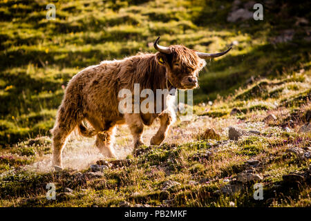 Bestiame in estate sulle Alpi per pascolo montano stagionale, Svizzera Foto Stock