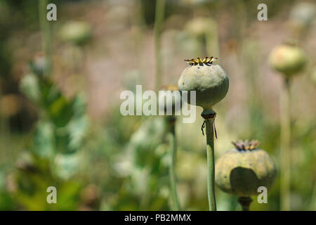 Dettaglio di papavero da oppio in latino Papaver somniferum, campo di papavero Foto Stock