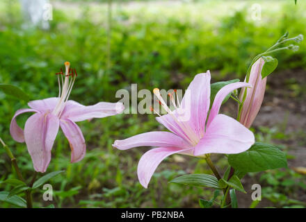 Giglio colore rosa fiori in un giardino Foto Stock