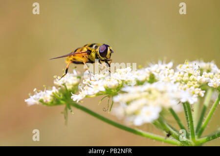 Myathropa florea hoverfly impollinatori sul bianco fiori di fioritura di massa masterwort sambuco pianta. Il dorso del torace con un caratteristico cranio bl Foto Stock