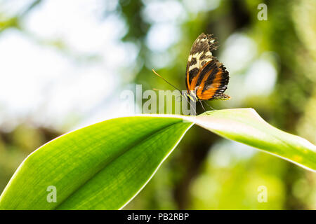 Farfalla su una foglia Foto Stock