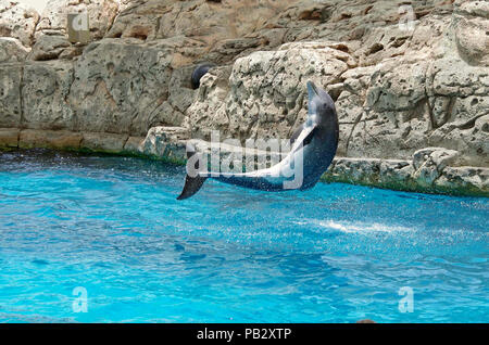 Un delfino maggiore salta durante una performance al Texas State Aquarium nel Corpus Christi, Texas USA. Foto Stock