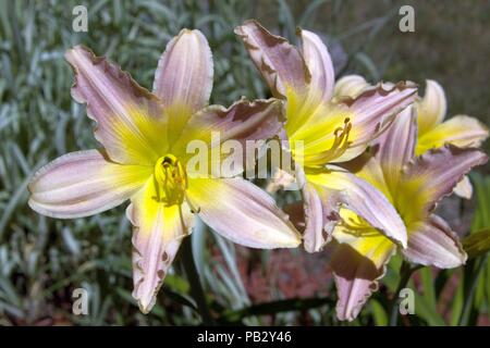 Una chiusura del rosa e giallo Daylilies Blooming Foto Stock