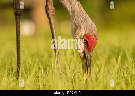 Una gru sandill (Antigone canadensis) passeggiate in un campo di ricerca del terreno per il cibo. Foto Stock