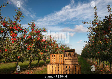 Cassette in frutteto pieno di alberi di mele con mele mature pronte per il raccolto Foto Stock